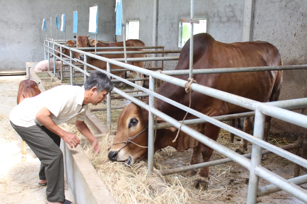 Mô hình nuôi bò “vỗ béo” của gia đình ông Trần Ngọc Bảy ở xã Ngọc Sơn, huyện Quỳnh Lưu. Ảnh: Việt Hùng
