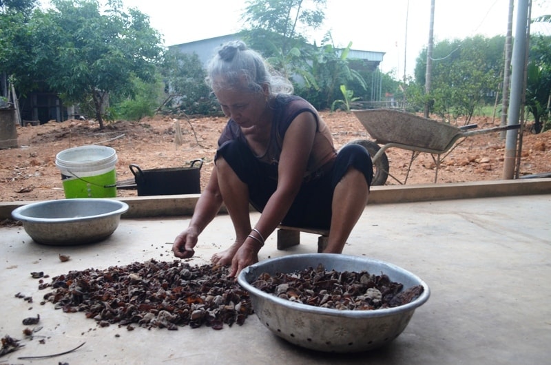 Mùa này, 1 người dân kiếm được 3-5kg mộc nhĩ tươi. Họ thường sơ chề bằng cách phơi khô và bán cho thương lái với giá  từ 30.000 đến 50.000 đồng/kg. Ảnh: Xuân Thủy