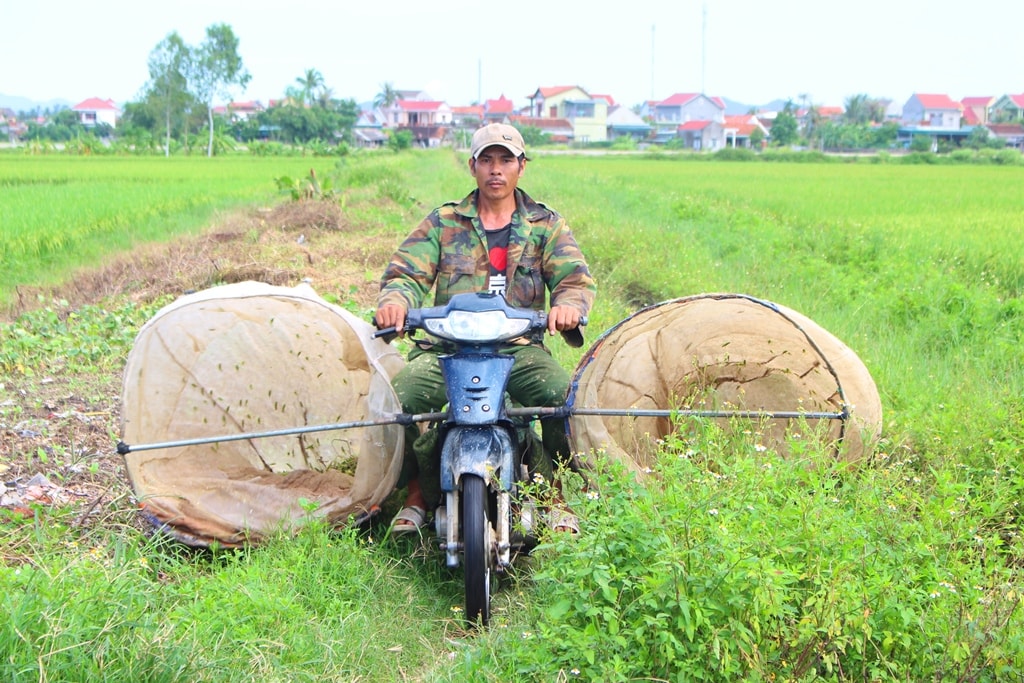 Khoảng độ tháng 4 đến tháng 10 ÂL là thời điểm người dân các huyện Hoàng Mai, Quỳnh Lưu, Diễn Châu... vào mùa săn bắt “tôm bay”; tuy nhiên mùa đại trà vẫn chủ yếu từ tháng 7 - 8 ÂL. Ảnh: Việt Hùng.
