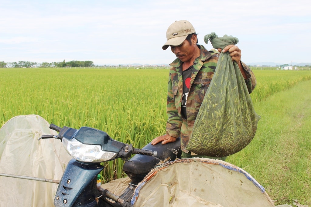 Anh Nguyễn Văn Hưng, một người săn châu chấu ở xã Quỳnh Thanh (Quỳnh Lưu) cho biết, khi nào lúa ở trên đồng gần chín, người dân tập trung đi đến các xứ đồng trên địa bàn huyện để săn châu chấu. Thời gian đi săn bắt đầu từ 6 giờ đến 11 giờ trưa... Hiện đang vào đại mùa nên bình quân mỗi ngày anh Hưng săn được từ 10 - 12 kg châu chấu, thu về khoảng hơn 1 triệu đồng.