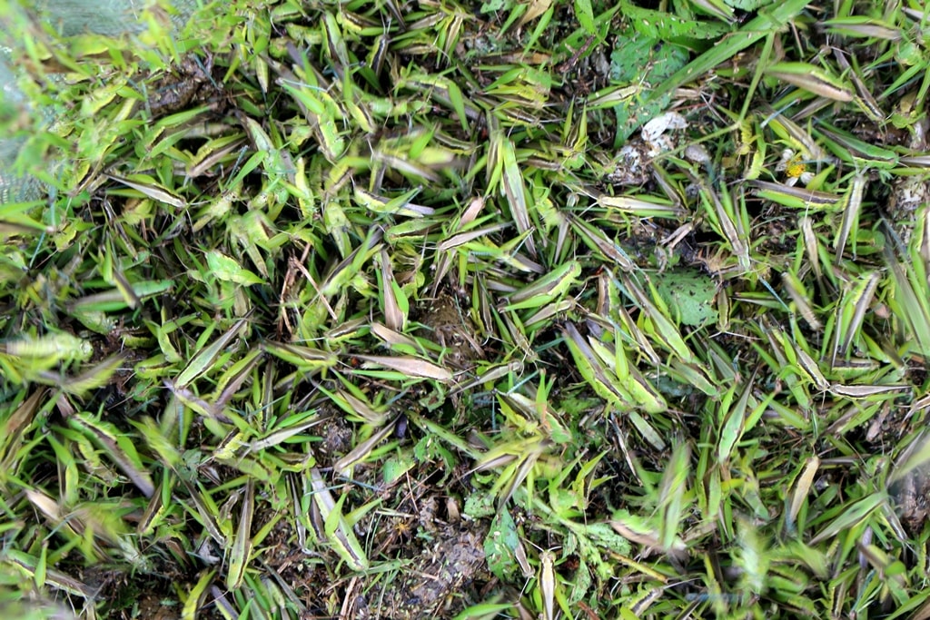Hiện nay, người dân săn bắt châu chấu bằng nhiều cách khác nhau, nhưng chủ yếu vẫn là chế 2 chiếc vợt lưới gắn vào xe máy rồi điều khiển đi khắp cánh đồng. Đi đến đâu, châu chấu đang trú ẩn trên bông lúa hay bờ ruộng đều giật mình bay vào trong. Cứ như thế, khi châu chấu được chao đầy vợt, người dân sẽ trút vào bao. Ảnh: Việt Hùng