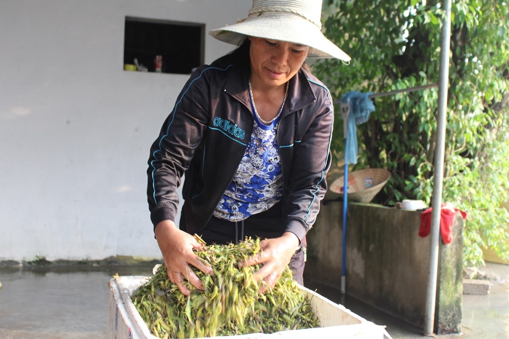 Chị Nguyễn Thị Hạnh - một hộ thu mua chấu chấu cho biết, hiện đang vào đại mùa nên mỗi ngày chị thu mua từ  5 - 7 tạ; những ngày nhiều thì khoảng 1 tấn. Sau khi thu mua về, chị thuê 4 – 5 công nhân sơ chế, làm sạch châu chấu để đóng gói mang ra Thủ đô nhập cho các nhà hàng; trừ chi phí, chị thu lãi khoảng 5 -7 triệu đồng/ngày. Ảnh: Việt Hùng