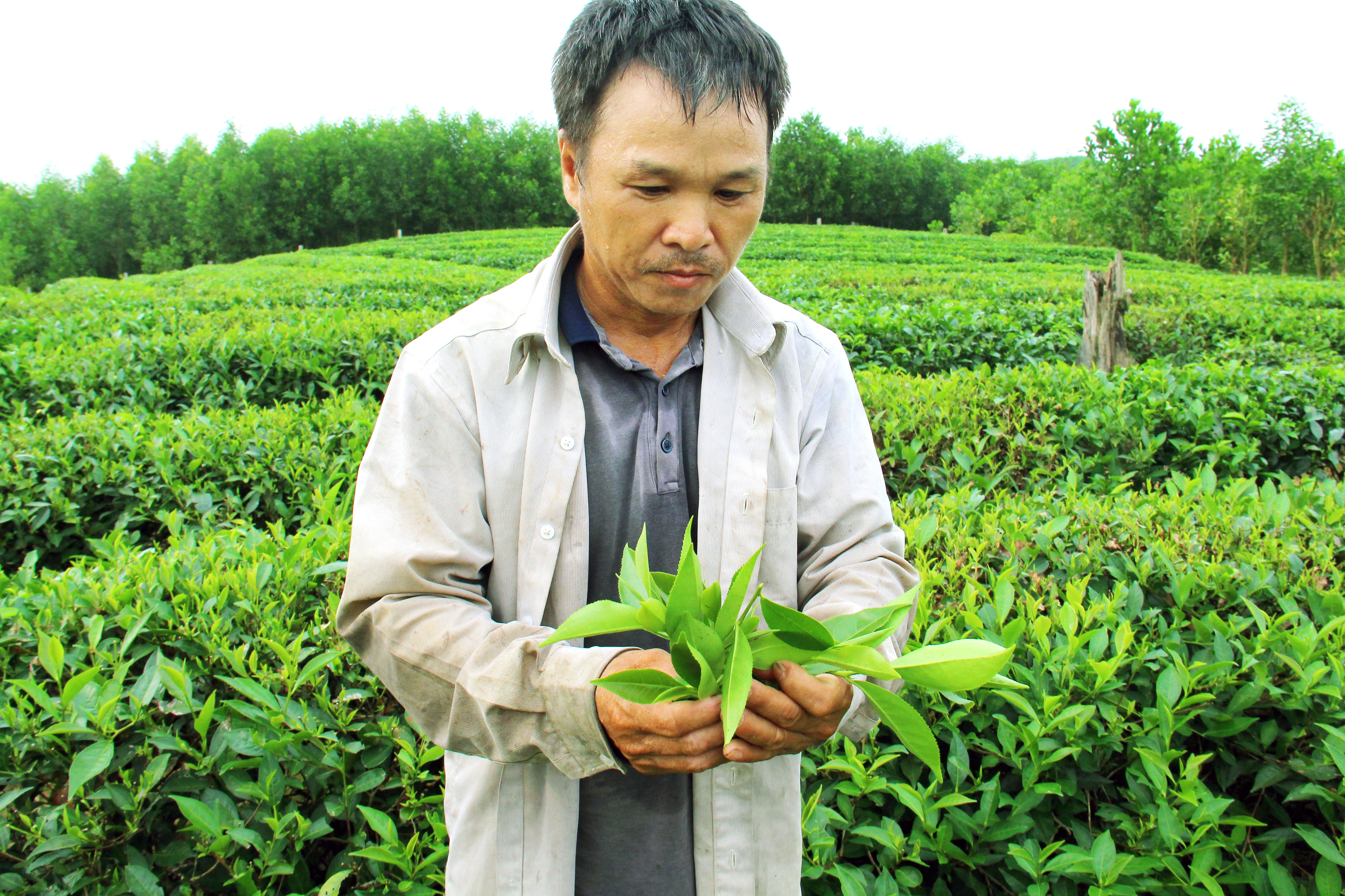 Sau những ngày đầu bỡ ngỡ tại vùng đất mới, anh Quang đã mạnh dạn trồng giống chè PH1 mang lại chất lượng và sản lượng cao