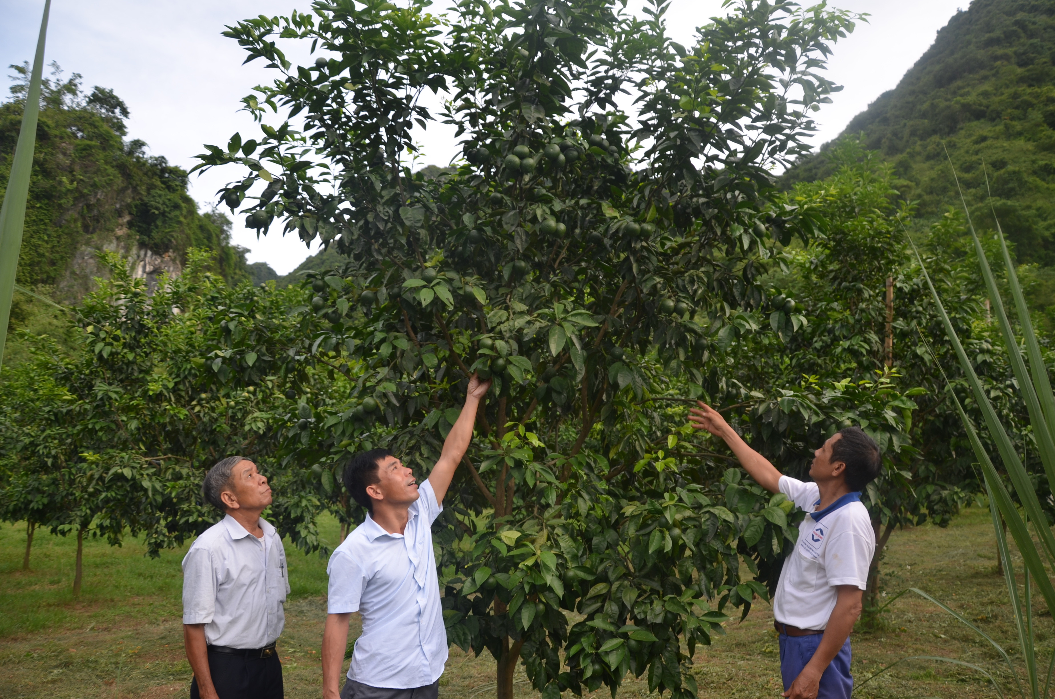 Để hỗ trợ bà con, phòng Nông nghiệp huyện Anh Sơn tham mưu, tổ chức, hướng dẫn bà con nông dân áp dụng khoa học kỹ thuật trong hoạt động sản xuất, canh tác, tìm kiếm thị trường. Huyện tạo mọi điều kiện về chủ trương và đất đai, lồng ghép các chương trình hỗ trợ thông qua thông tư 183/BNN về hỗ trợ mô hình công nghệ cao và chương trình nông thôn mới của tỉnh. Riêng đối với mô hình cam sạch bệnh tại Bãi Phủ (Đỉnh Sơn) được Hội nông dân tỉnh hỗ trợ trên 1 tỷ đồng đầu tư với hệ thống giếng khoan, điện, bờ tường bao kiên cố. 