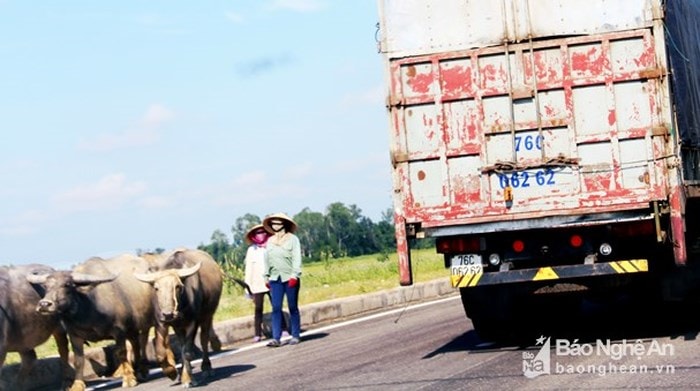 Trâu bò được lùa đi nghênh ngang qua nhiều đoạn đường ngang dân sinh giao với đường N5 gây lộn xộn, ách tắc giao thông. Ảnh tư liệu