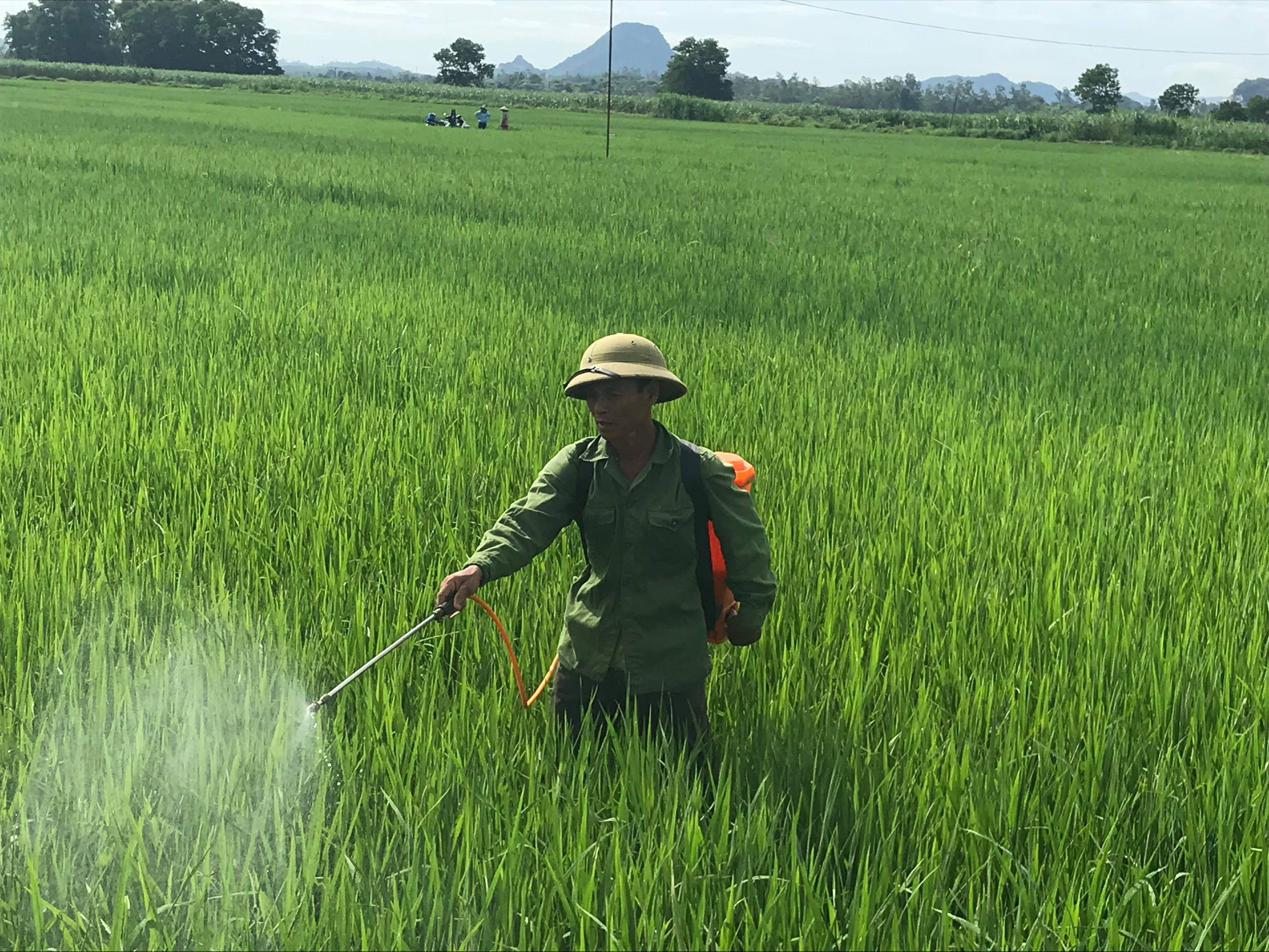 Tranh thủ thời tiết nắng lên, bà con nông dân ra đồng phun thuốc phòng trừ sâu bệnh trên lúa mùa. Ảnh: Minh Thái