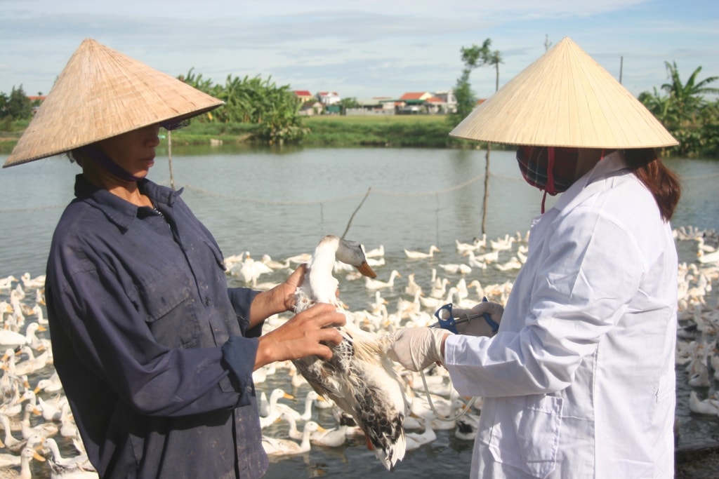 Ban Thú y xã đã đến các gia trại ở xóm 11 và 12, xã Quỳnh Yên để tiêm phòng. Việt Hùng