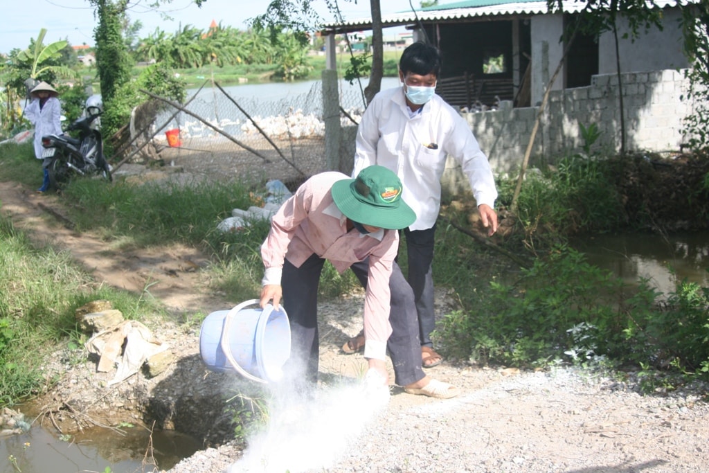 Ngoài tiêm phòng, các hộ chăn nuôi gia cầm ở xã Quỳnh Yên đang tích cực rắc vôi bột, vệ sinh chuồng trại nhằm khổng chế dịch lây lan. Ảnh: Việt Hùng