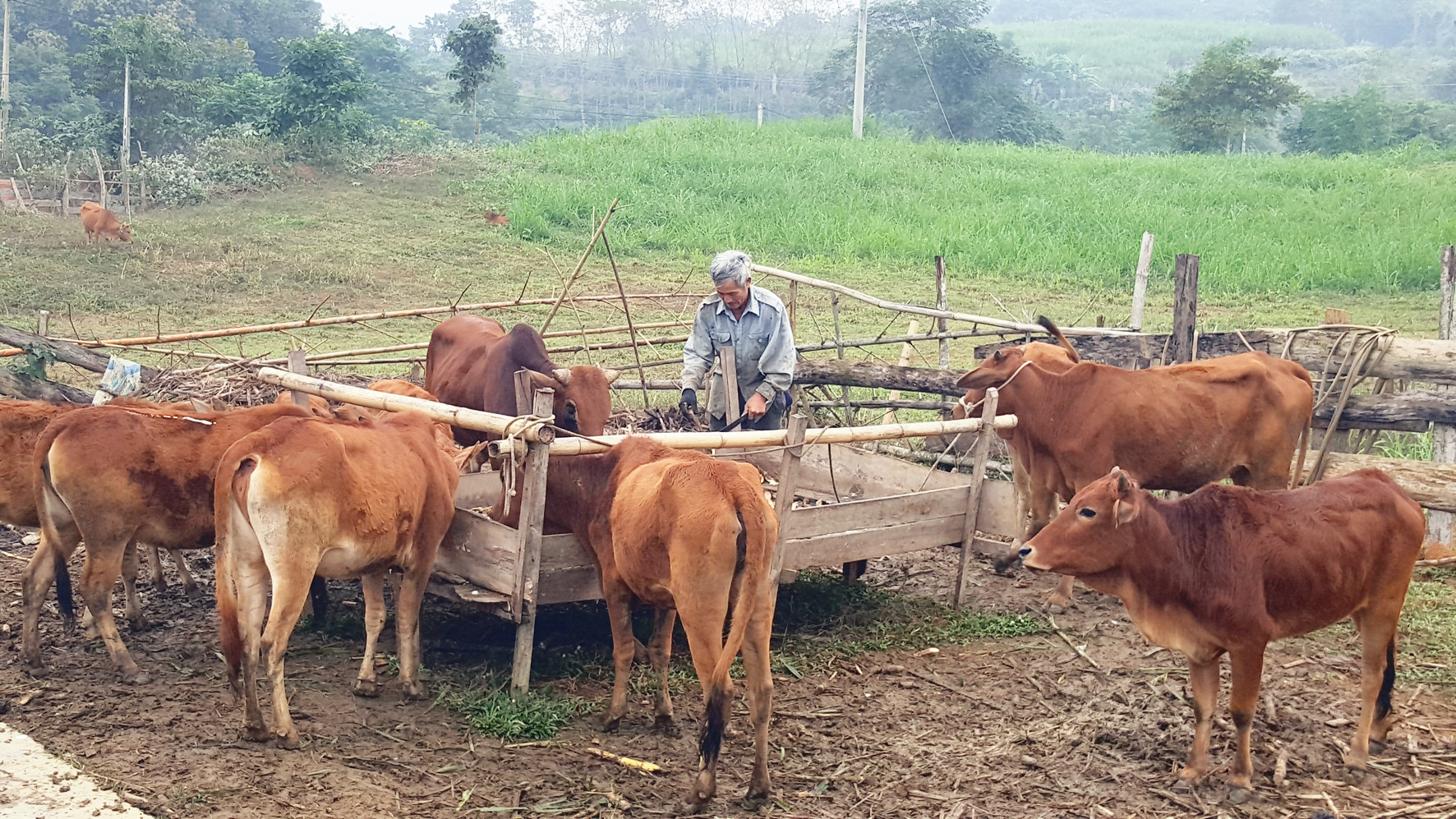 Mô hình trồng cỏ, kết hợp chăn nuôi đại gia súc được nhiều hộ dân ở xã Tiền Phong áp dụng. Ảnh: Quang An