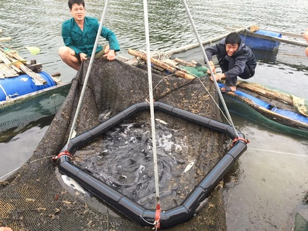 Nuôi cá ở lòng hồ Thủy điện Hủa Na mang lại thu nhập cao cho người dân xã Đồng Văn. Ảnh: Quang An