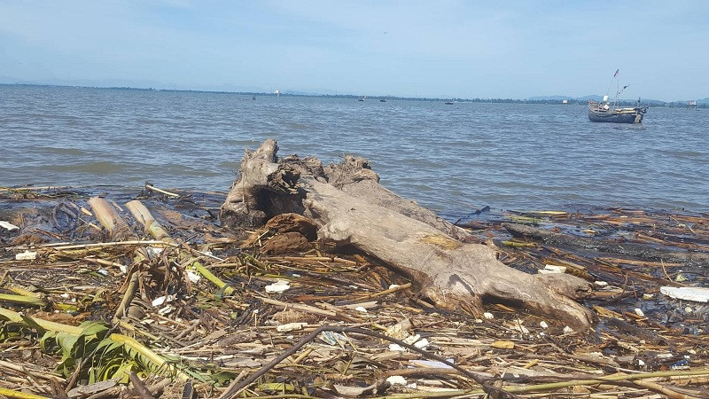 Một thân gỗ lớn cũng trôi dạt về biển Quỳnh Long. Ảnh Thạch Quỳnh