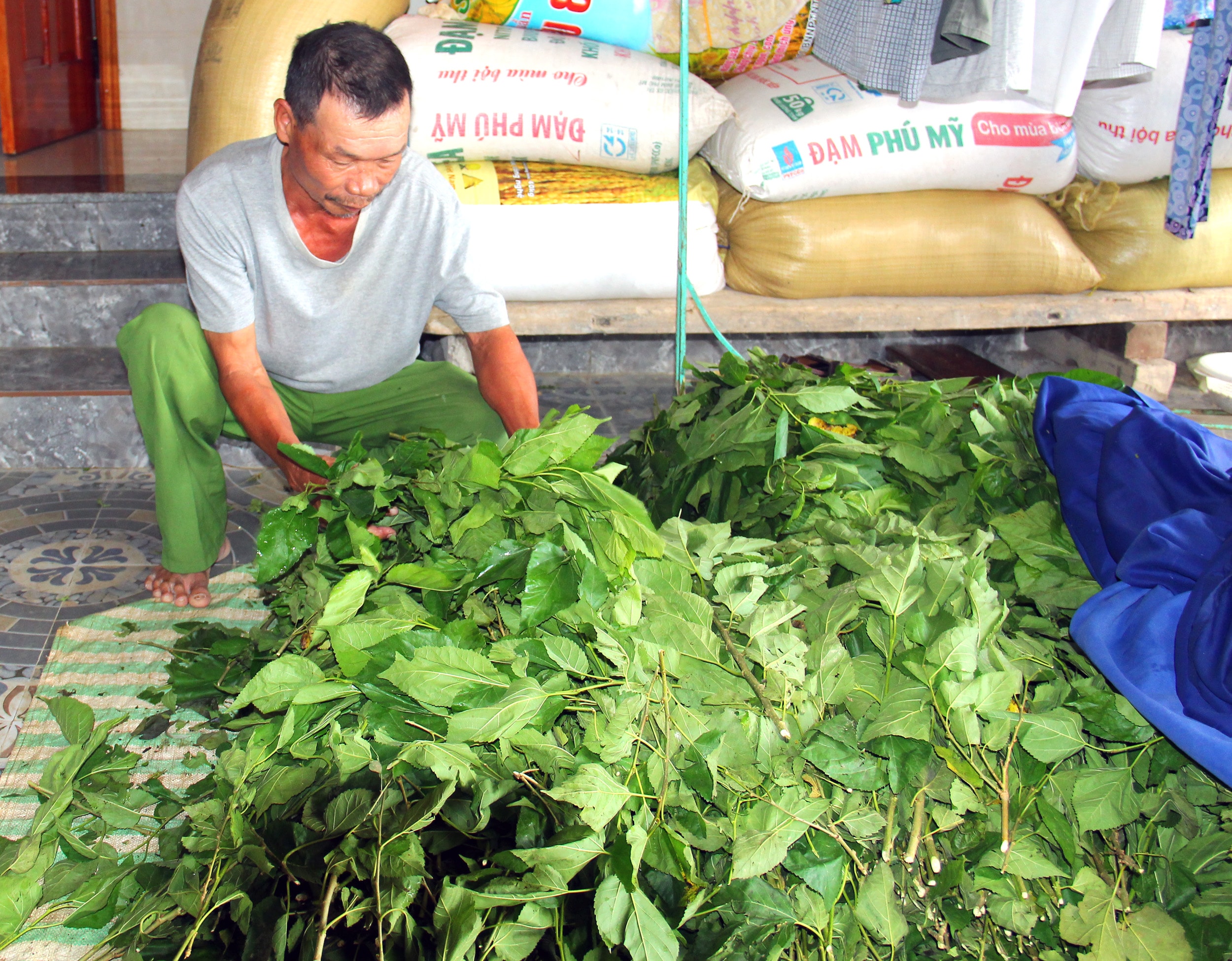tằm lưu sơn