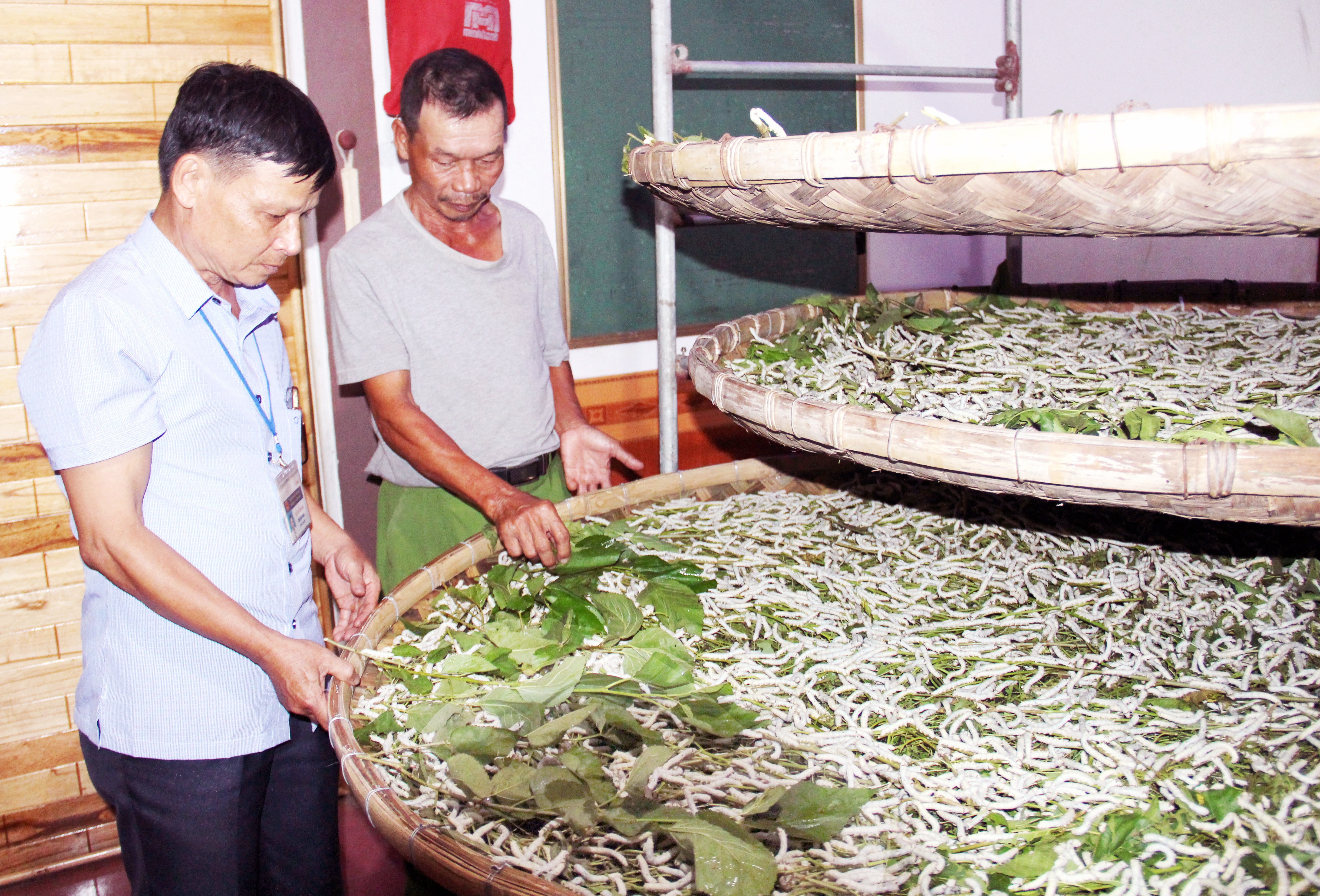 tằm Lưu Sơn