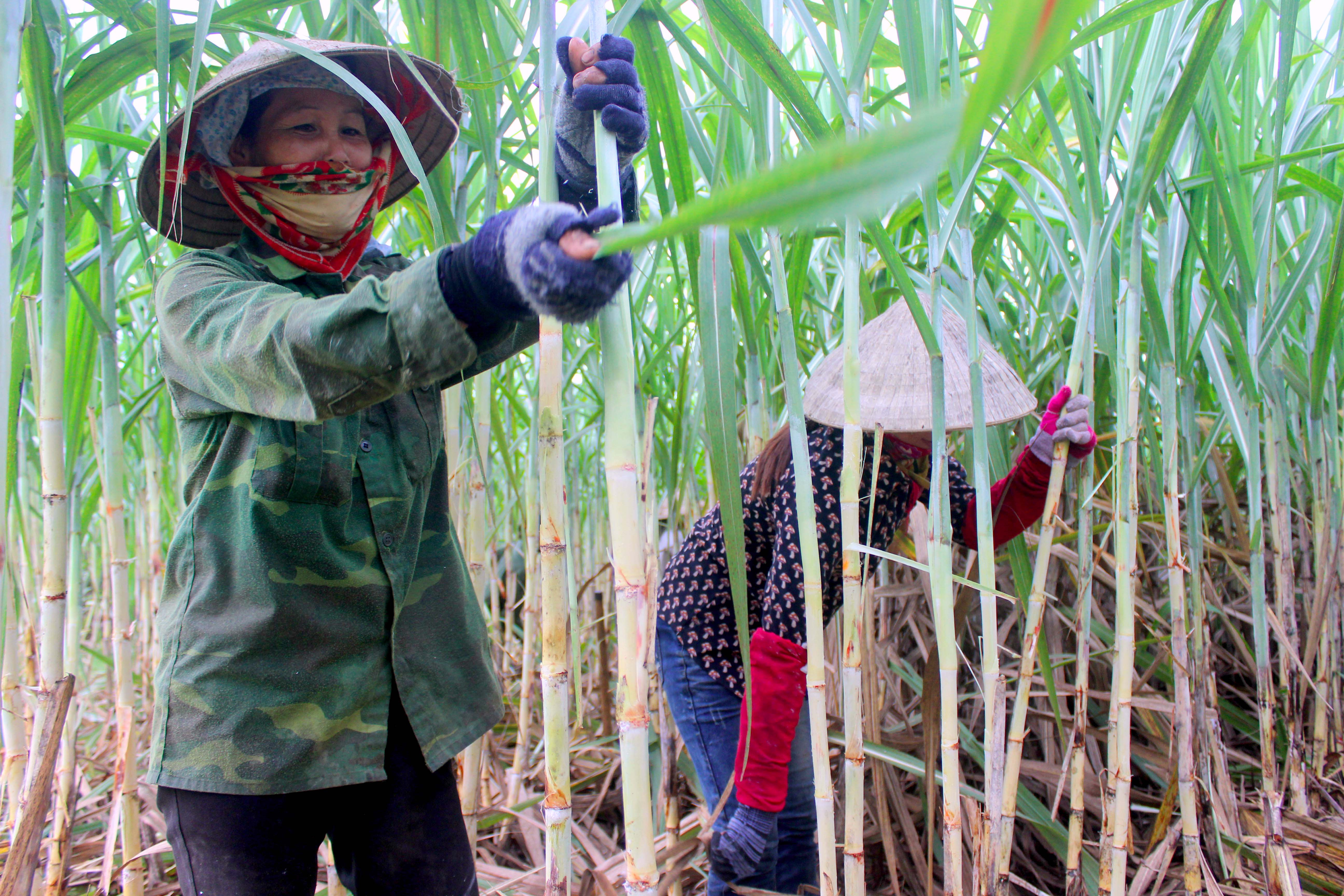 Bà con nông dân xóm Thống Nhất, xã Tân Phú (Tân Kỳ) chăm sóc cánh đồng mía ứng dụng KHCN. Ảnh: Quang An