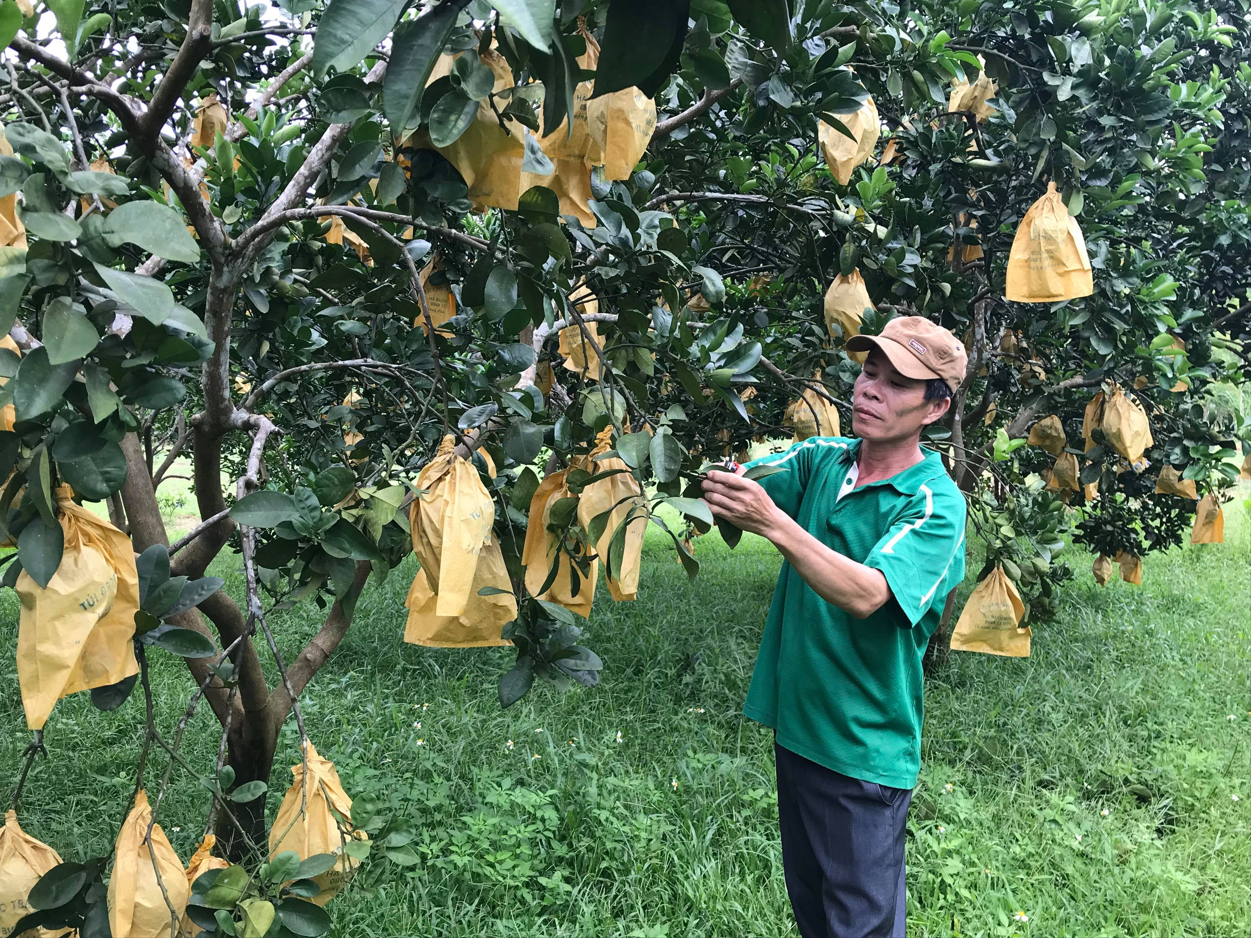 Vườn bưởi Diễn của anh Yên (Nghĩa Liên, Nghĩa Đàn) cho năng suất cao vượt trội nhờ sử dụng thuốc trừ sâu thảo dược. Ảnh: Minh Thái