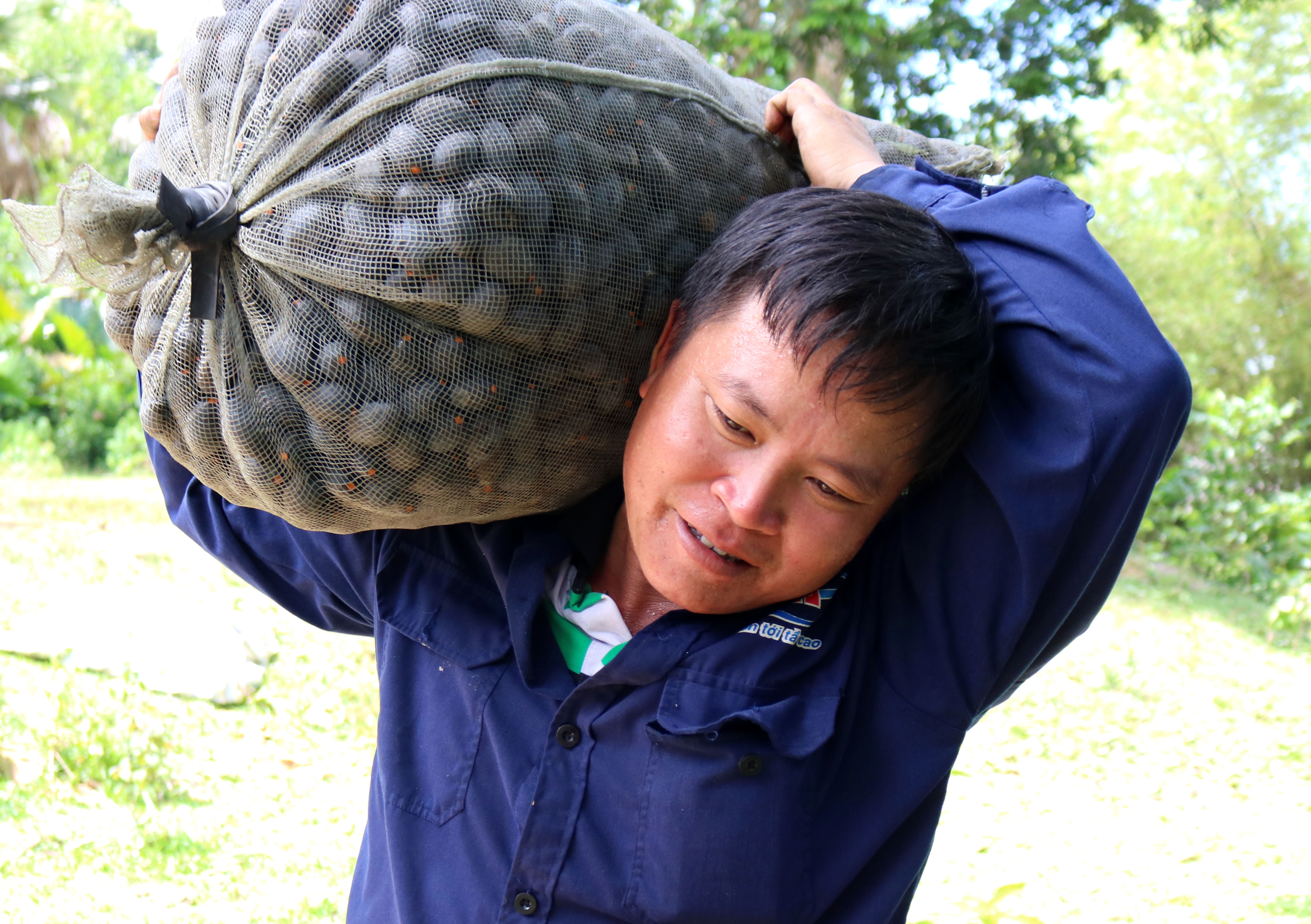 Nghề trèo trám là nghề “nơm cá giữa nước”, thua được còn phụ thuộc vào “con mắt biết nhìn”, thời tiết, hên xui… Tuy khó khăn vất vả cùng với nguy hiểm luôn rình rập nhưng vì mưu sinh nên người dân ở những vùng quê có trám cũng phải bám lấy nghề. 