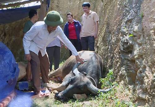 Một con trâu của người dân bản Phay, xã Xiêng My chết vì dịch bệnh tụ huyết trùng. Ảnh: Hồ Văn Ngợi