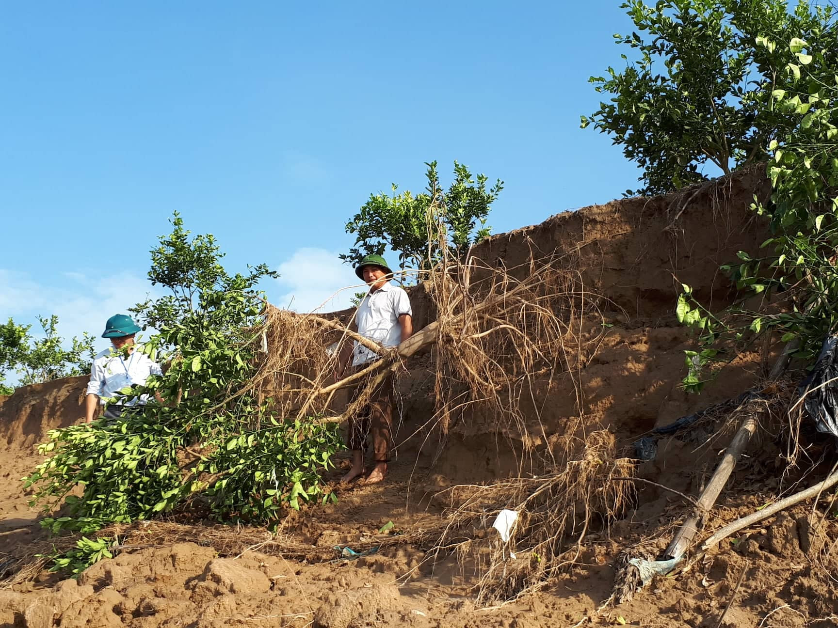 Tình trạng sạt lở bở sông tại xã Bồng Khê đang gây ảnh hưởng trực tiếp đến cây trồng của người dân Ảnh : Bá Hậu