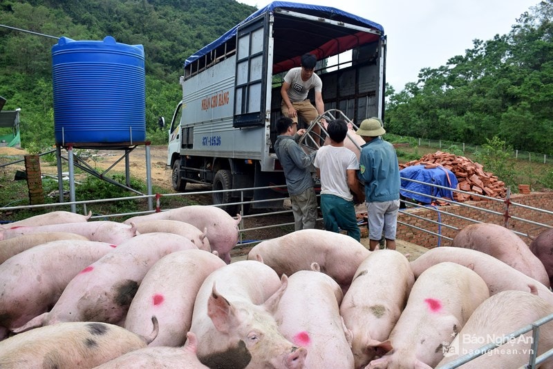 Thương lái thu mua lợn tại Nghệ An. Ảnh tư liệu.