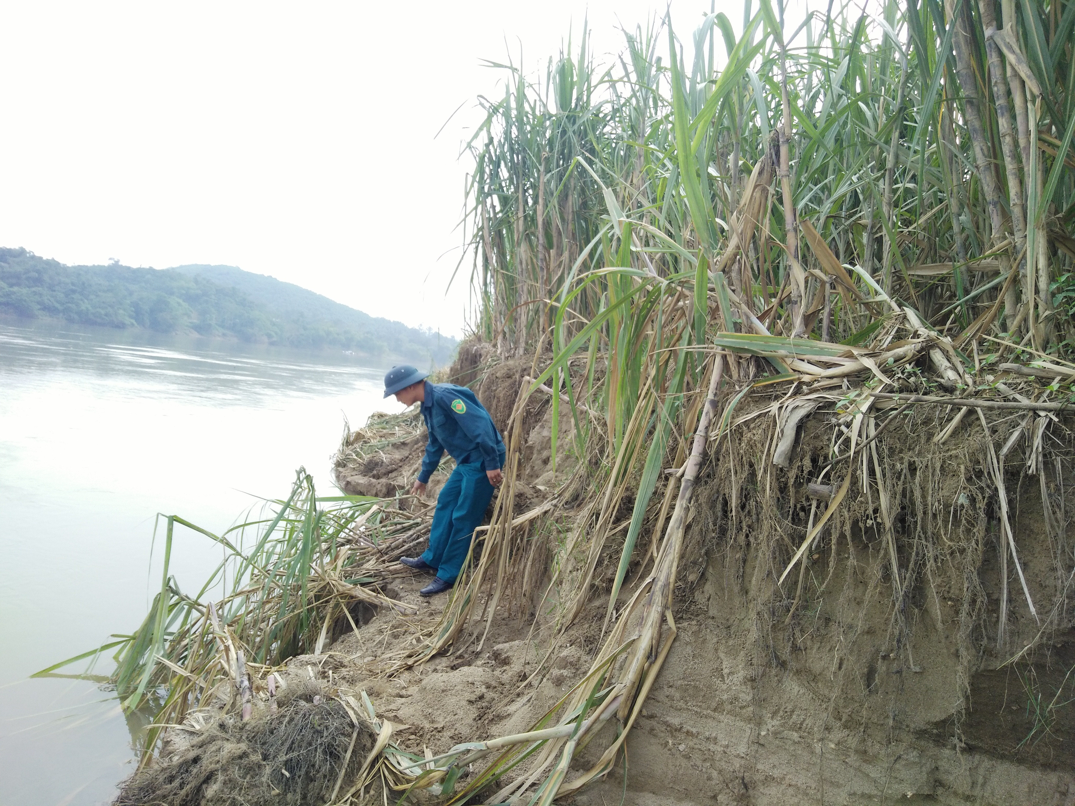 Việc xả lũ đã gây sạt lở bờ sông, đất sản xuất nông nghiệp trên bãi ven sông Lam. Ảnh: Thái Hiền