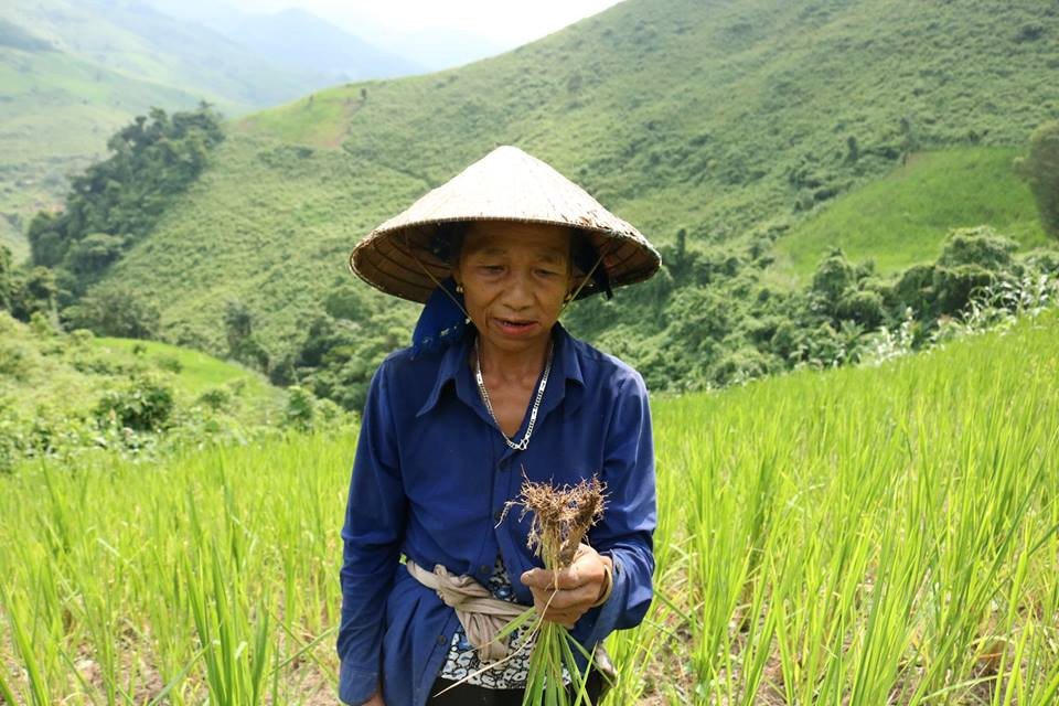 Ngân Thị May, bản La Ngan, xã Chiêu Lưu, Kỳ Sơn, cho biết, hiện nay lúa rẫy của gia đình bà đã chết gần một nửa diệc tích rẫy của gia đìn