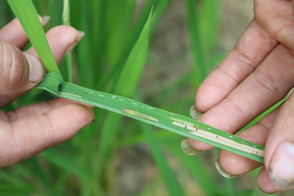 Ngoài ra hiện nay dịch sâu cuốn lá trên cây lúa cũng đang phát triển, có nguy cơ bùng phát nếu các cơ quan chức năng không sớm vào cuộc