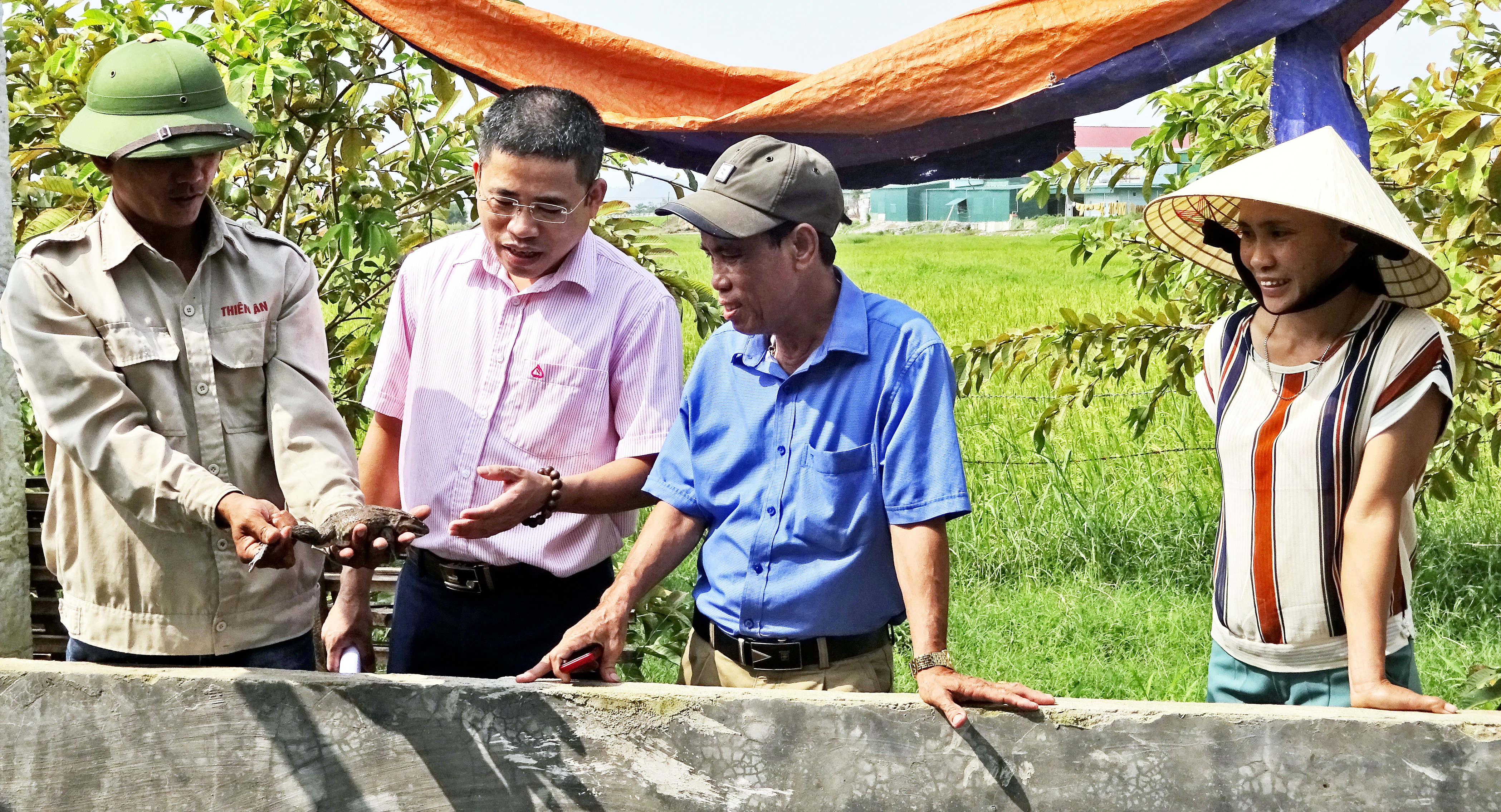 Từ vốn vay Ngân hàng CSXH, gia đình anh Phạm Văn Vinh ở xóm Giáp Bổn, xã Long Thành đầu tư nuôi ếch hiệu quả. Ảnh: Tùng Chi