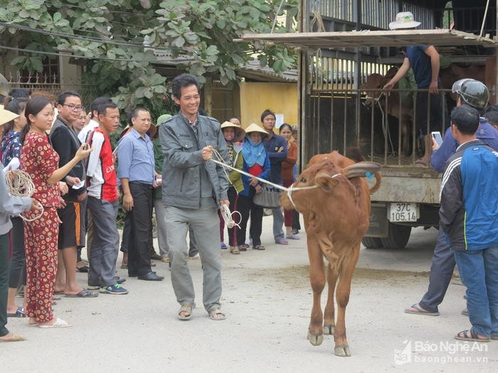 Nông dân nghèo huyện Đô Lương được hỗ trợ con giống giúp thoát nghèo. Ảnh: tư liệu