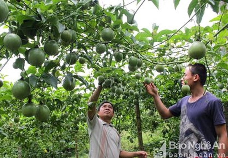 Mô hình giảm nghèo từ cây chanh leo ở Tri Lễ - Quế Phong. Ảnh: tư liệu