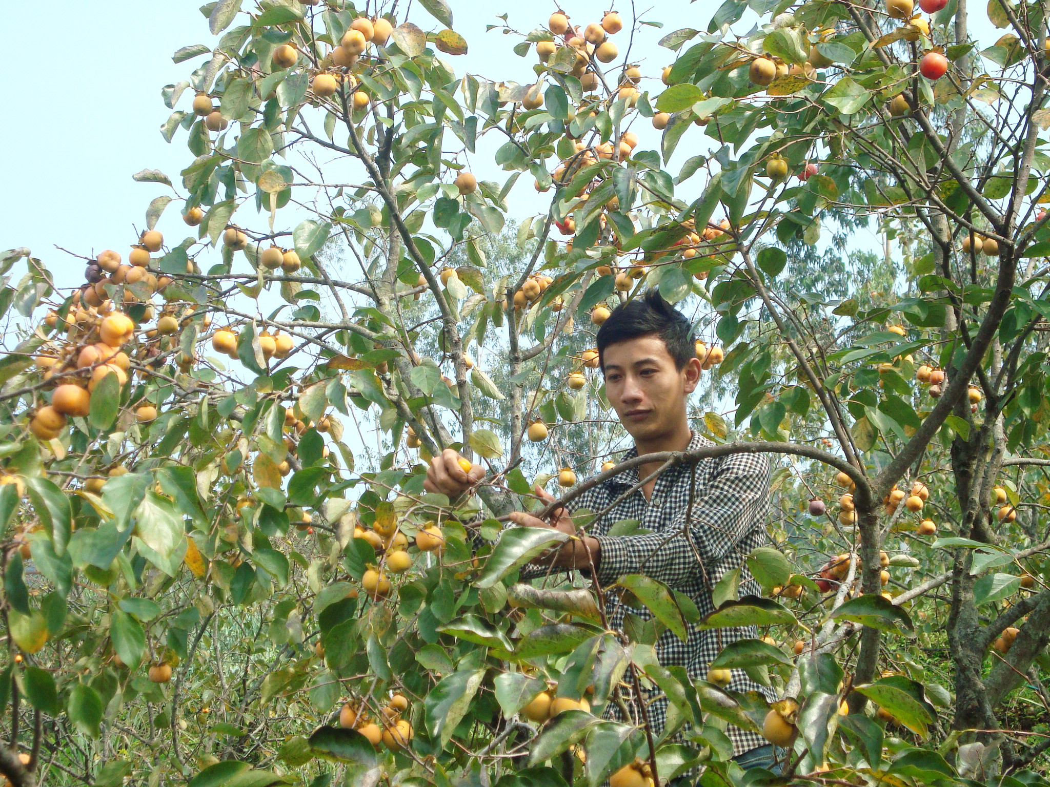 Đầu mùa, hái quả lựa chọn, cuối mùa thu hoạch đại trà. Bà Hồ Thị Minh ở xóm 8 cho biết: “Nhà tôi làm 0,5 ha, mỗi năm cũng thu hoạch 2 – 3 tấn hồng, bán được vài chục triệu đồng, bên cạnh đó còn có thu nhập từ các loại rau quả, gia vị trồng xen nữa”.