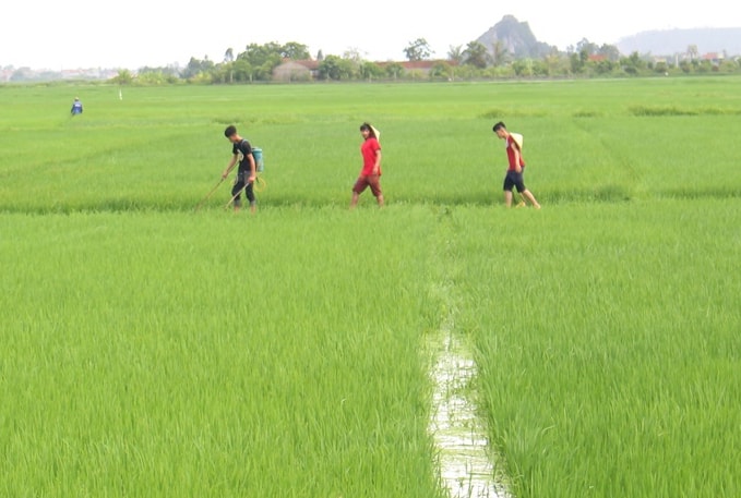 Để tìm hiểu thực hư, chúng tôi theo chân họ ra những cánh đồng lúa, mặc dù bộ kích điện này có thể phóng ra dòng điện khi đặt cần xuống nước, nhưng theo quan sát, họ không trang bị đồ bảo hộ; thậm chí còn đi chân đất để đánh cá. Ảnh: Tân Bảo