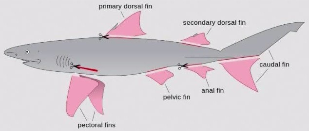 Cá mập sau khi được đánh bắt sẽ bị ngư dân cắt hết hoàn toàn vây, bao gồm 2 vây lưng, 2 vây ngực, 3 vây cận đuôi và vây đuôi dưới.