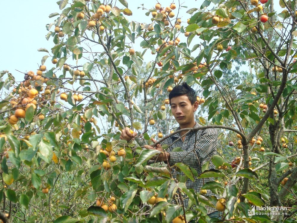 Vườn hồng sai quả dưới chân núi Đại Huệ (Nam Anh, Nam Đàn, Nghệ An) chín vàng. Ảnh tư liệu