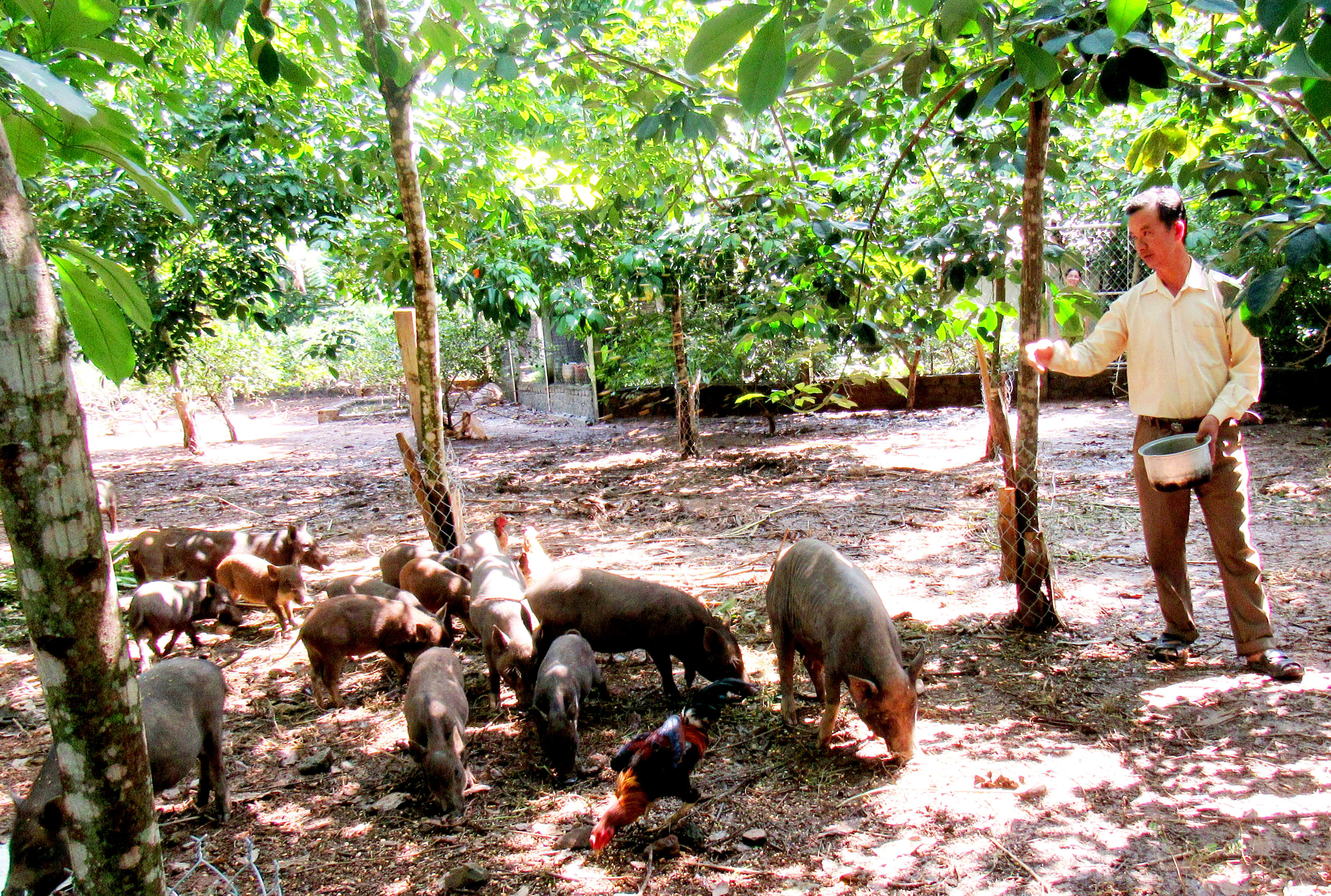 Mô hình nuôi lợn mán của gia đình anh Phạm Văn An ở xóm 12, xã Nghĩa Trung (Nghĩa Đàn). Ảnh: Đức Anh 