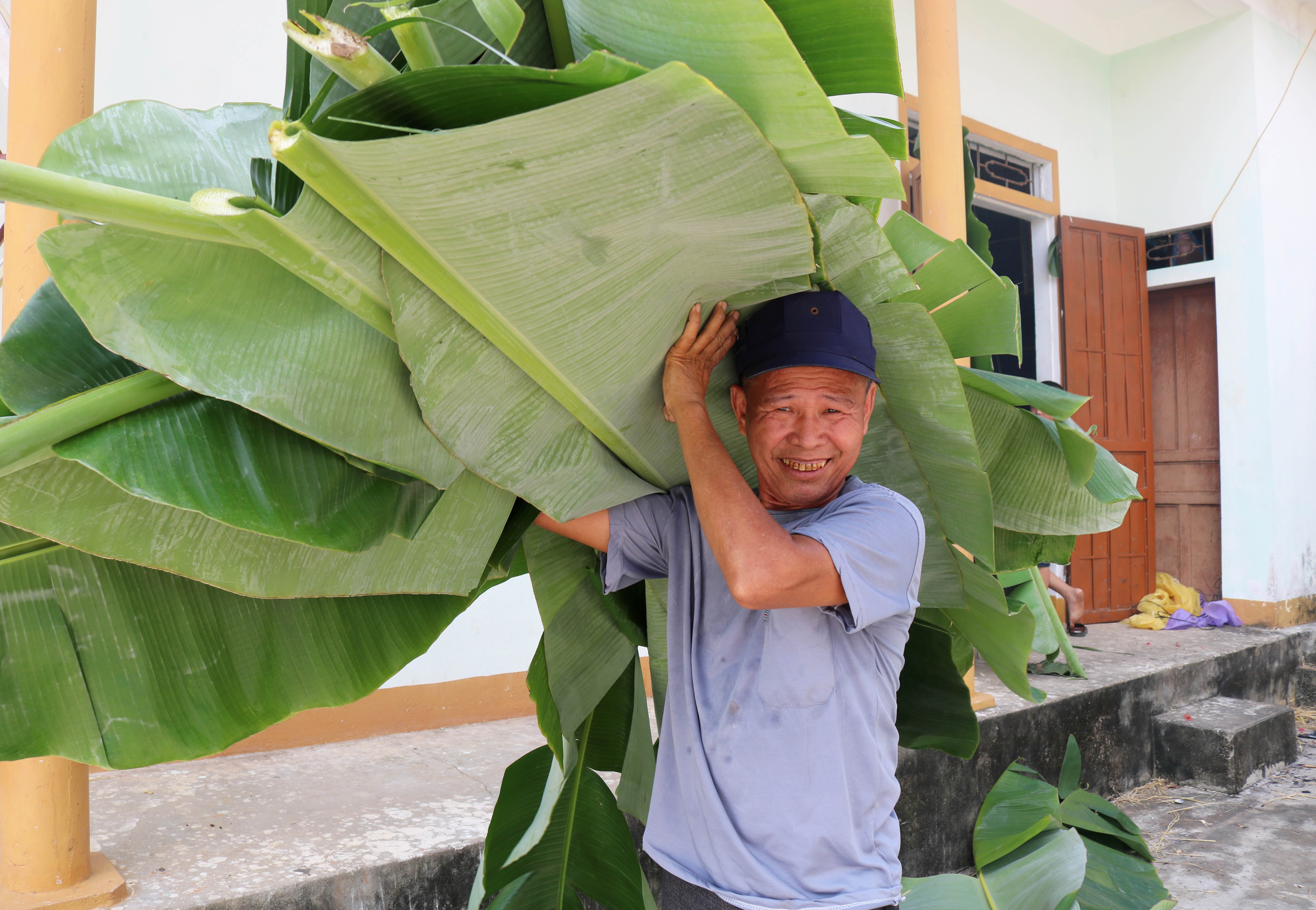 Những ngày này, người dân xóm 10, xã Thanh Dương, huyện Thanh Chương đi khắp các gia đình trồng chuối trong xóm thu gom hết lá chuối đẹp để về gói bánh.