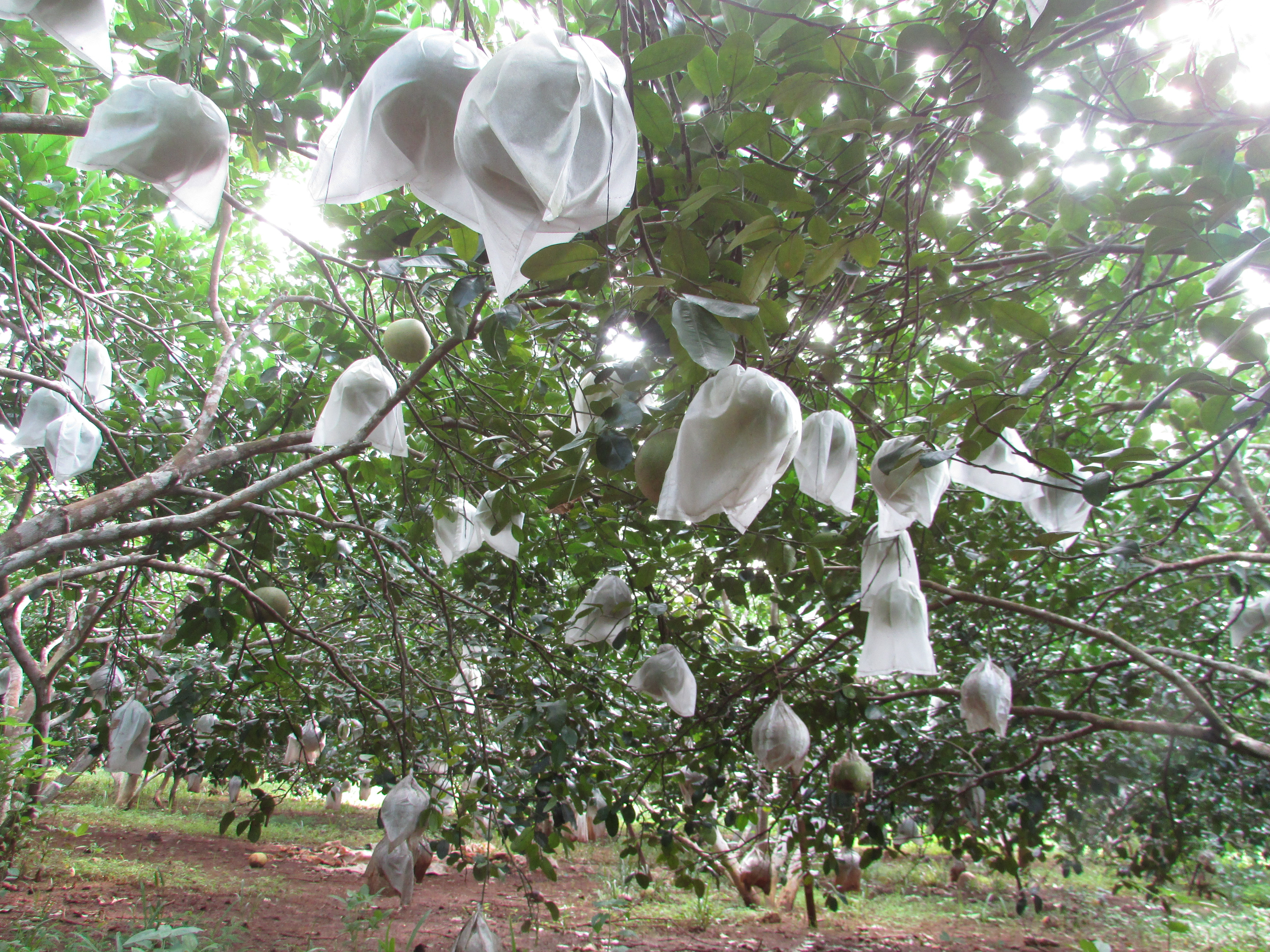 Để tránh gãy cành, người trông bưởi phải chống cọc, dùng dây buộc đỡ lấy quả. Ảnh: Minh Thái 