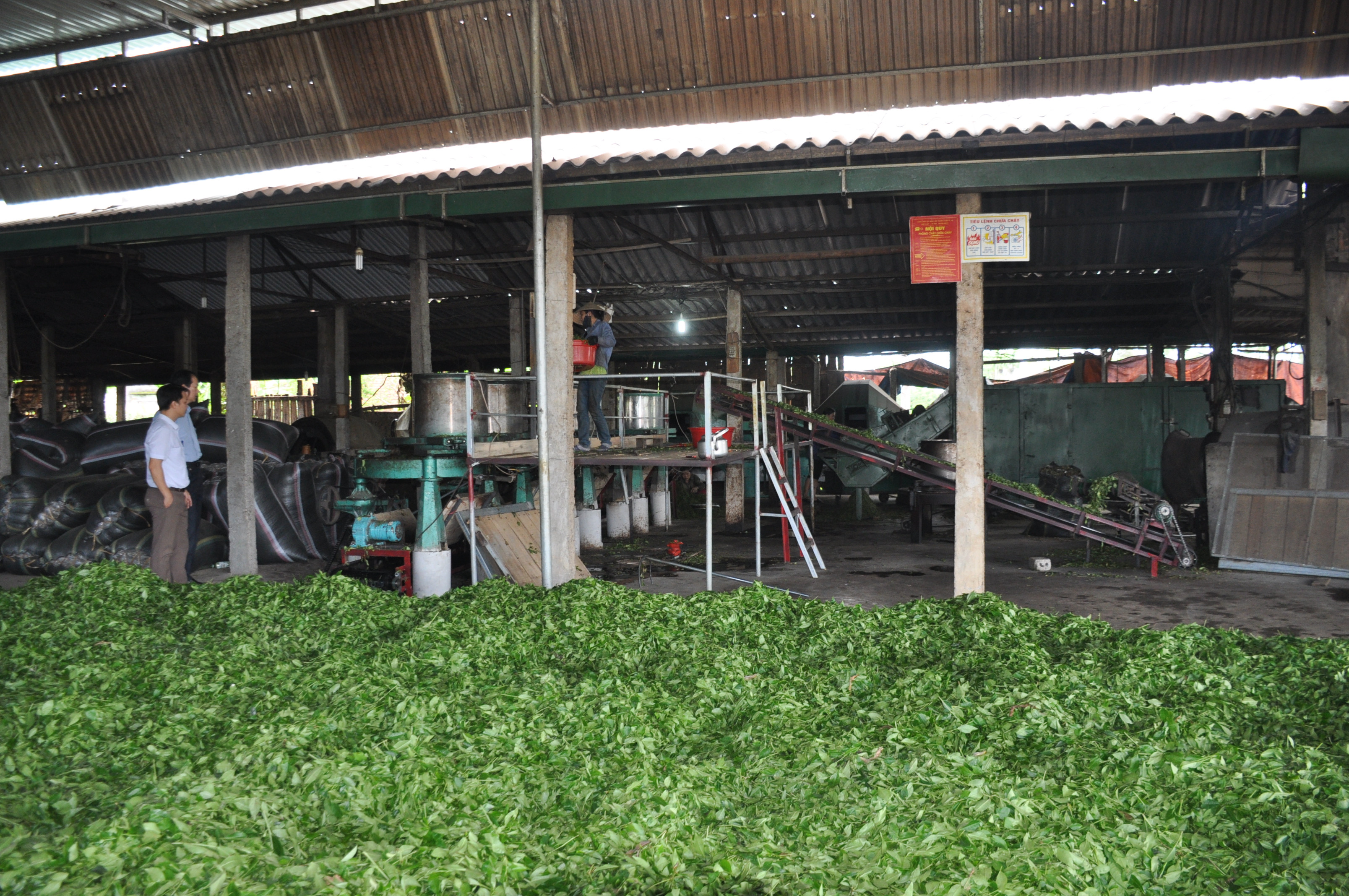 Cho vay nông nghiệp nông thôn chiếm 45% tổng dư nợ. Trong ảnh cơ sở sản xuất chè ở Hùng Sơn, Anh Sơn. Ảnh: Tùng Chi