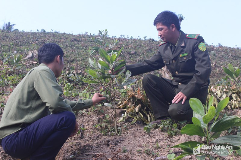 Trồng keo trên diện tích đất lâm nghiệp được chuyển đổi mục đích sử dụng tại Quỳ Châu. Ảnh: Nhật Lân