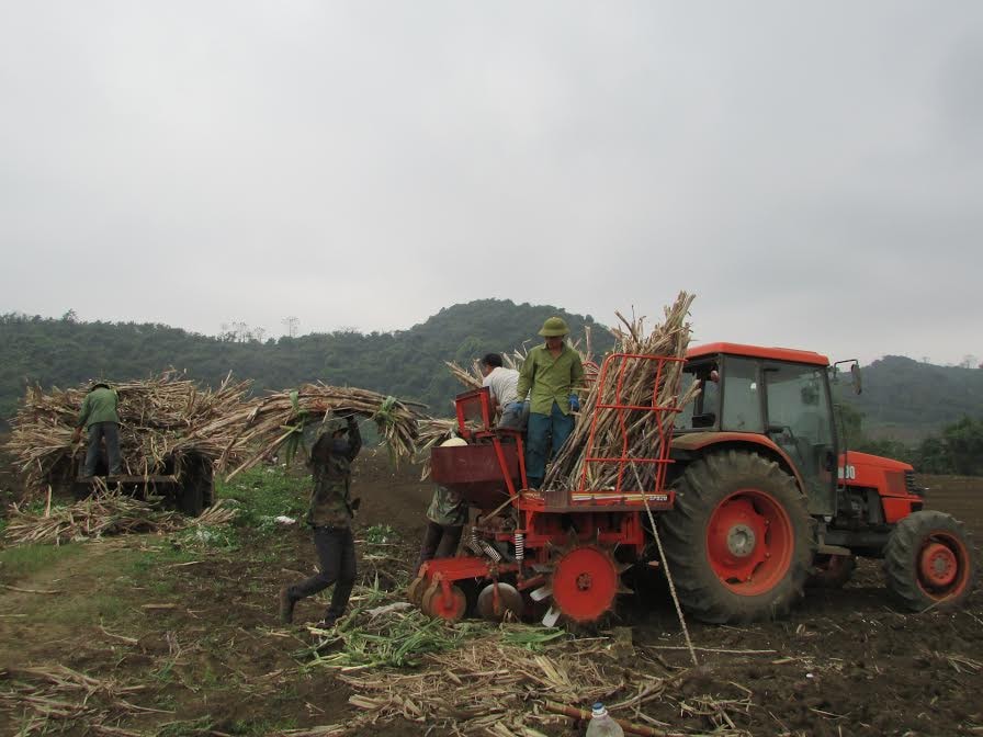 Trồng mía bằng máy ở Tân Kỳ. Ảnh: PHương Thảo