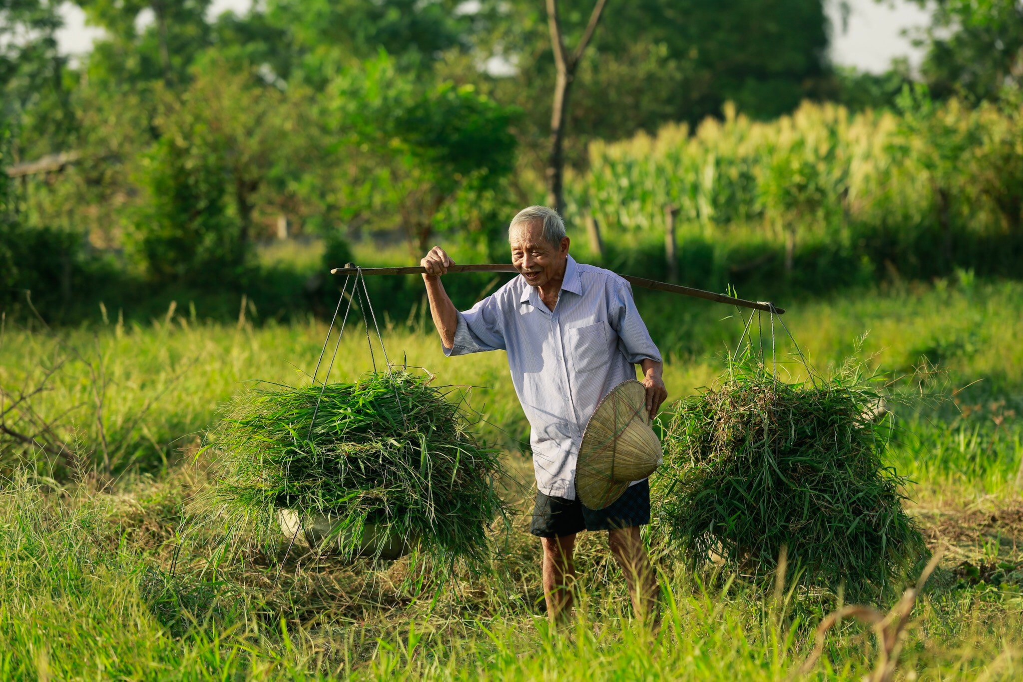 Hay trên cánh đồng ở Hưng Nguyên, nơi mà ông lão này vẫn chăm chỉ làm lụng và mưu sinh cả cuộc đời mình. Ảnh: Hải Vương