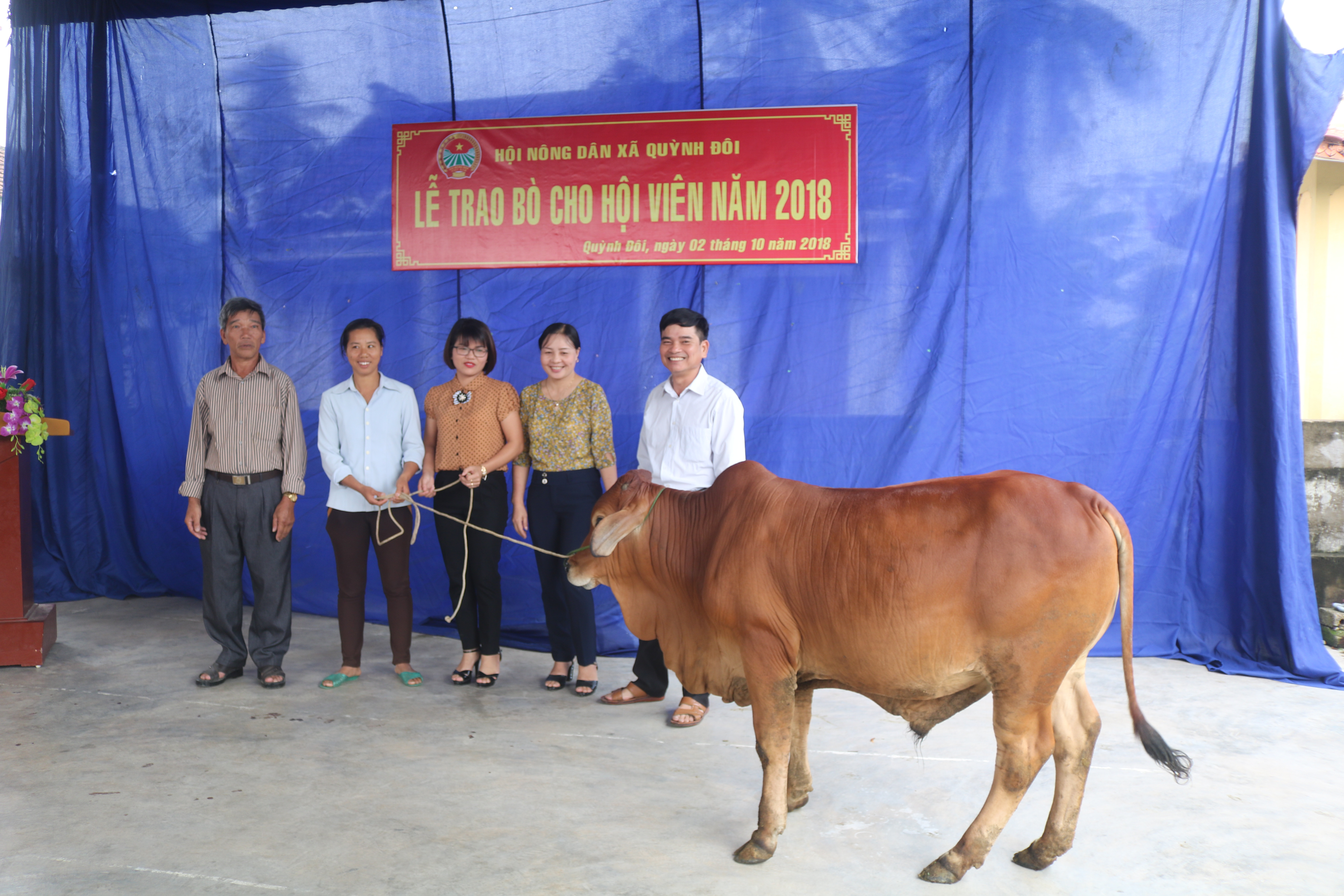 Trao bò cho hội viên nông dân Quỳnh Lưu