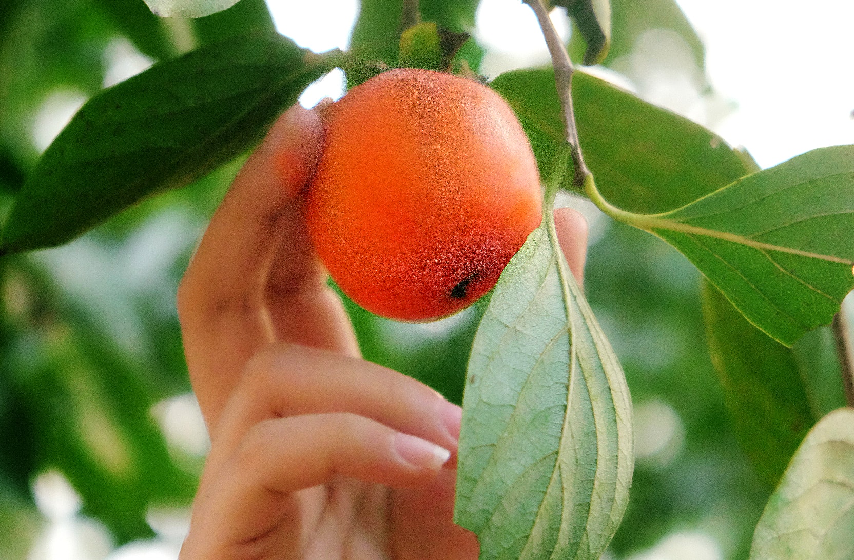 Hồng chín vào mùa có màu cam cháy ngả đỏ đẹp mắt. Người dân trồng hồng cho biết quả được thu hoạch cuốn chiếu từ đầu tháng 9. Ảnh: Hà Giang