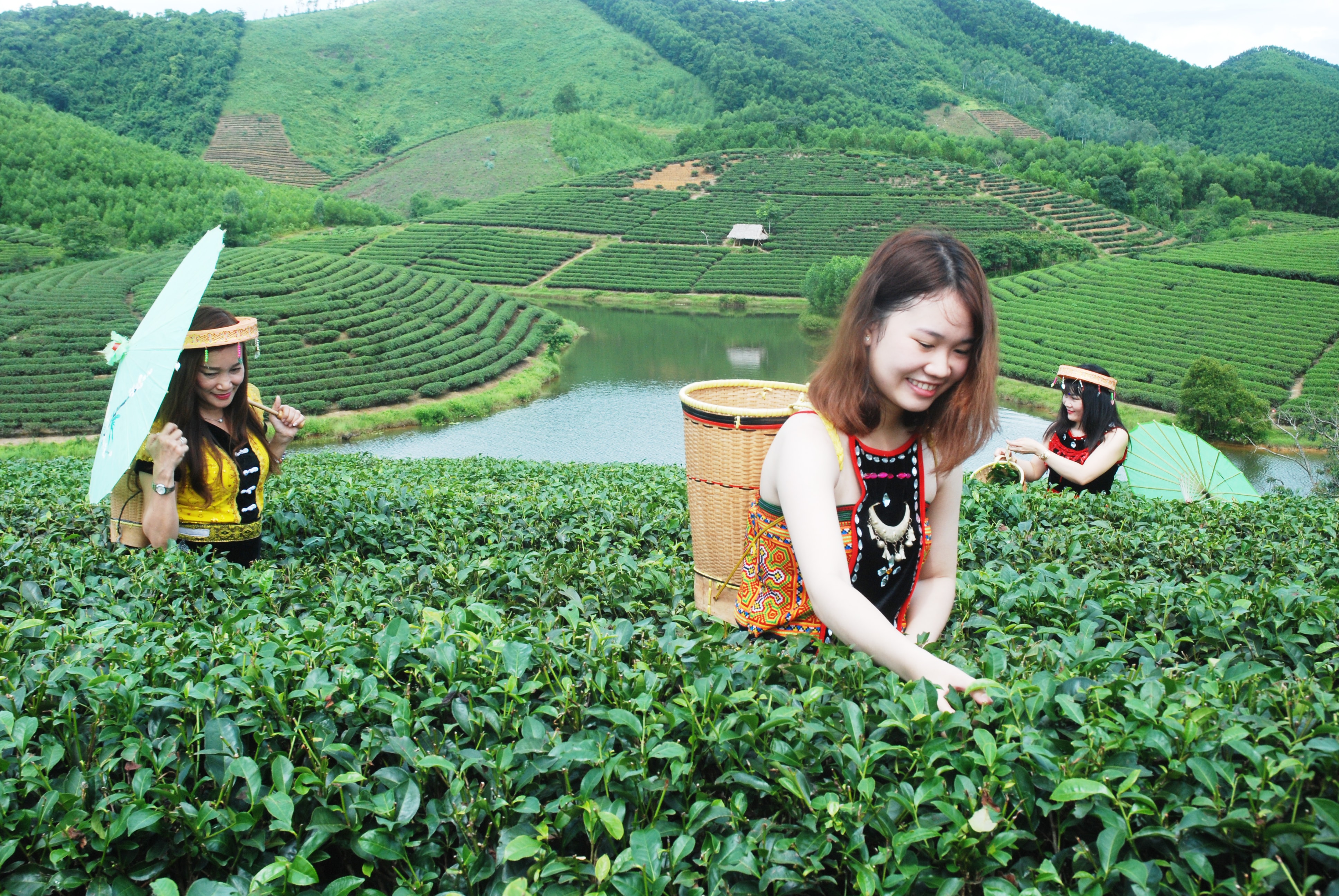 Trên đồi chè Thanh An (Thanh Chương)  Ảnh: Trần Tố
