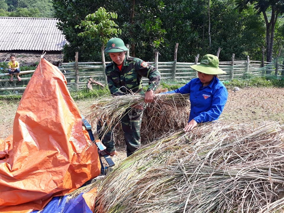 Tuổi trẻ Đồn BP Tam Quang giúp dân thu hoạch lúa. Ảnh Lê Thạch