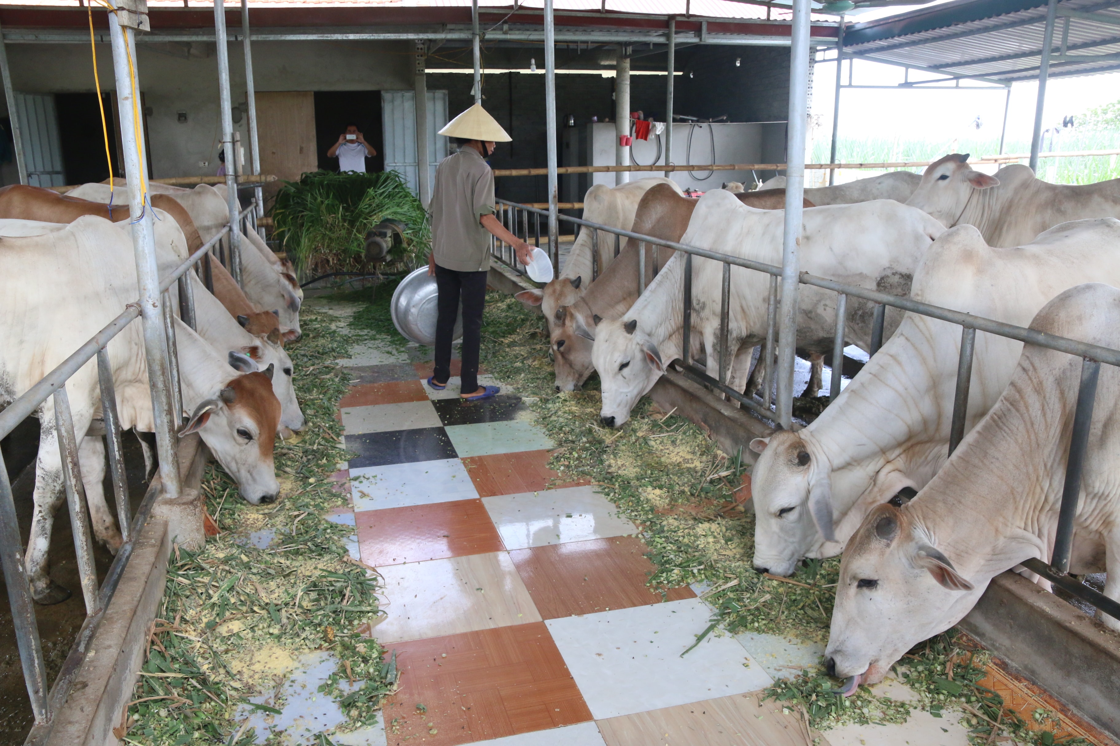 Giống bò Thái Lan dễ nuôi và kháng bệnh tốt, tăng trọng nhanh, mỗi con 1 tháng tăng từ 50 đến 60kg. Ảnh: Cẩm Tú