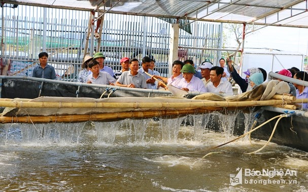 Mô hình nuôi tôm giống bằng ương dèo trước khi thả vào ao nuôi ở Quỳnh Lưu. Ảnh: Nguyễn Hải