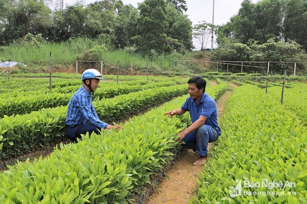 Mô hình vườn ươm cây giống của HTX Kỳ Sơn (Tân Kỳ). Ảnh: Nguyễn Hải