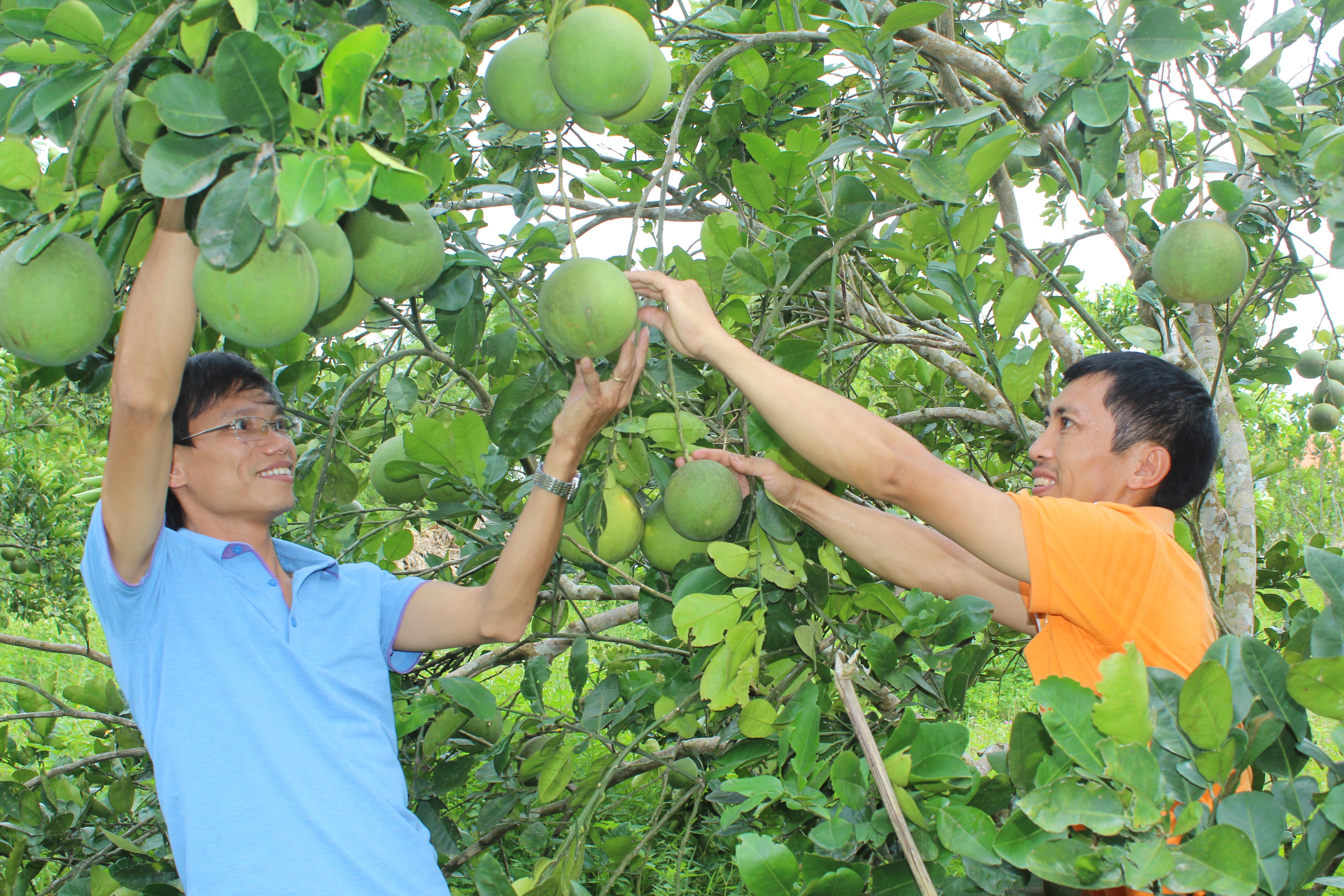 Vườn bưởi Diễn ở Thanh Liên, Thanh Chương. Ảnh: Nguyên Sơn