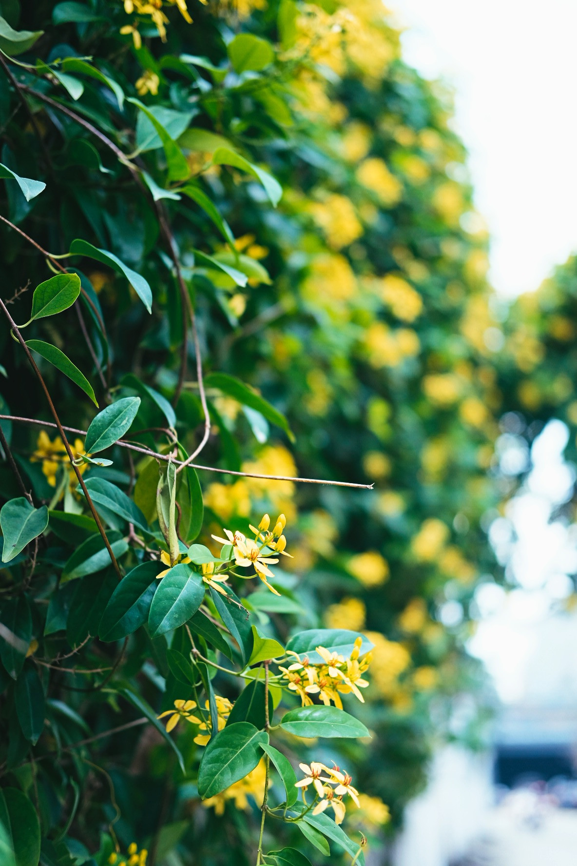 Hoa muồng hoàng yến là loài hoa quen thuộc với người dân TP Vinh. Những dàn hoa vàng ruộm chen lá xanh mướt được trồng nhiều trong những khu dân cư lâu năm ở thành phố. Ảnh: Hà Giang