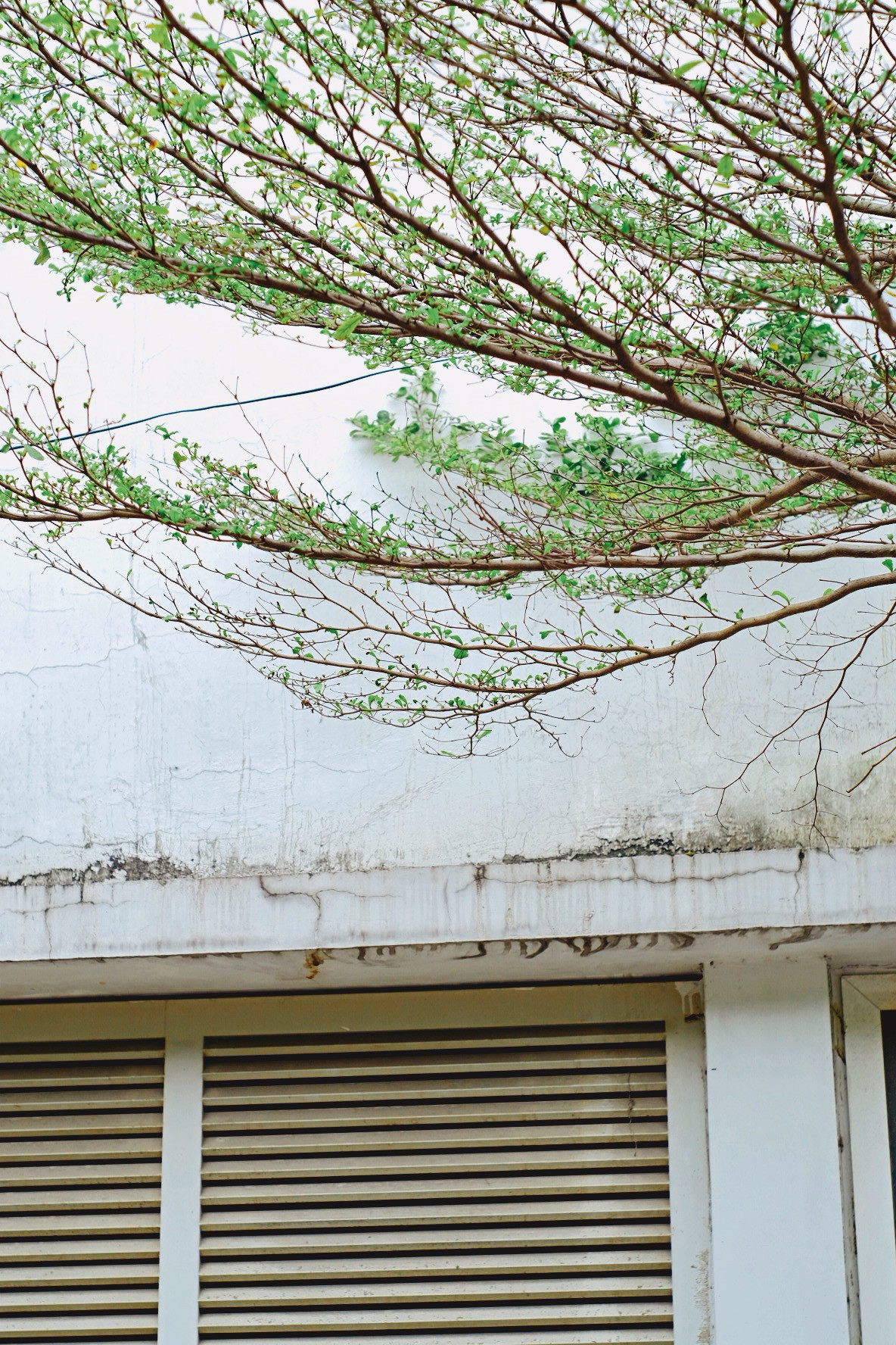 Ai đi xa hẳn cũng đều nhớ nhung những tán cây tựa mình vào tường cũ rêu phong ở góc phố yên bình của thành phố. Ảnh: Hà Giang